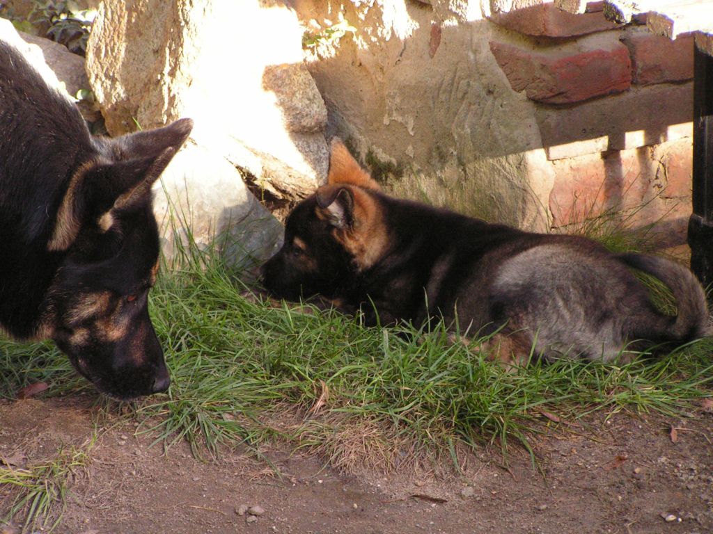 Willi (1).jpg