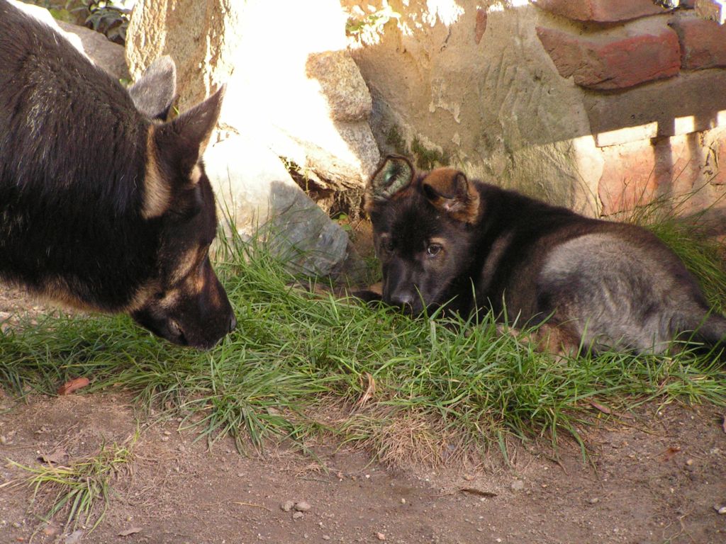 Willi (2).jpg