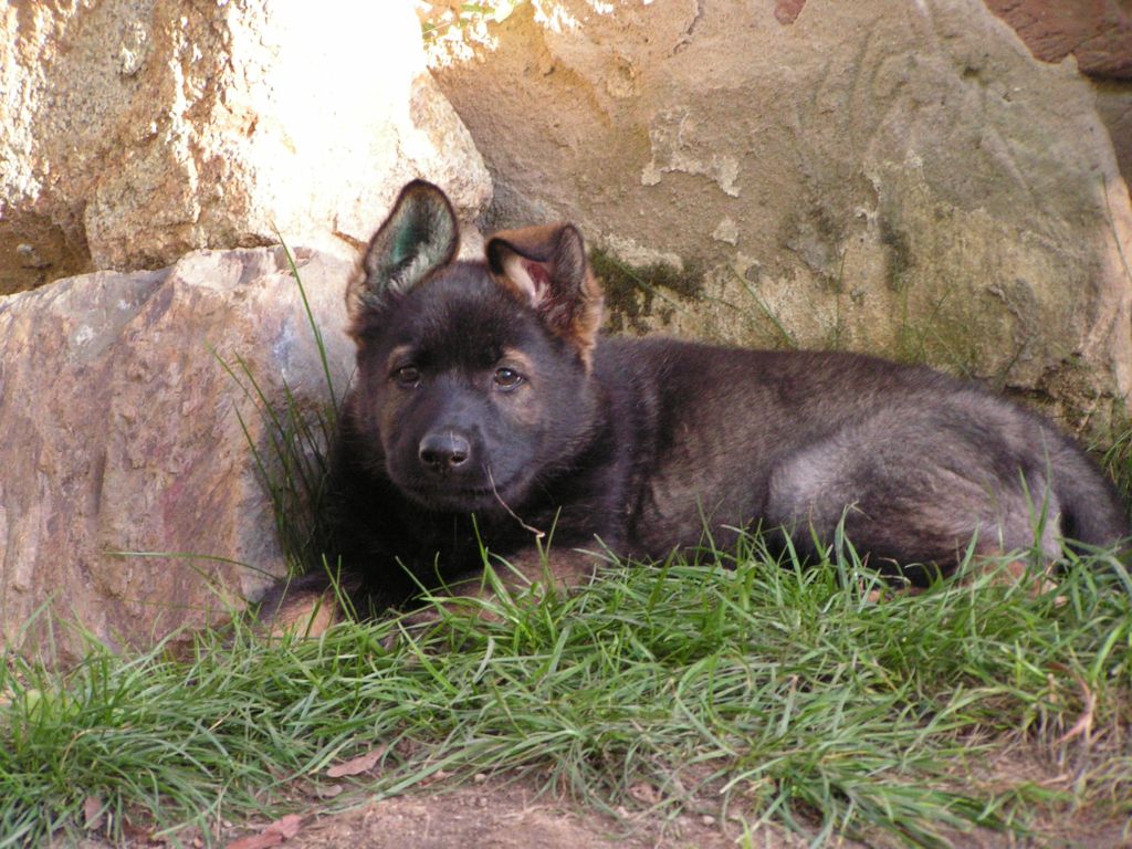 Willi (6).jpg