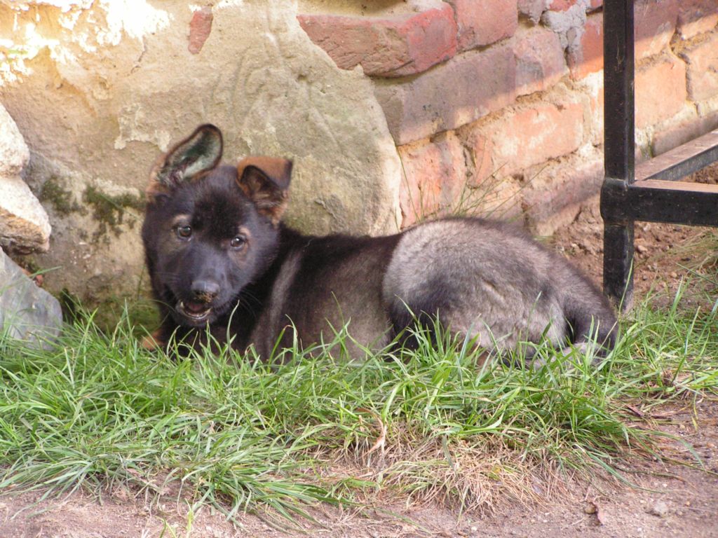 Willi (8).jpg